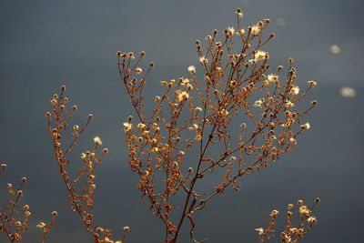 Low angle view of flowering plants against sky