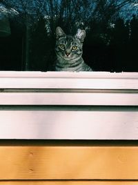 Portrait of cat sitting by window