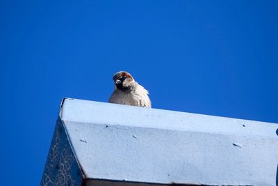 Low angle view of an animal against clear blue sky