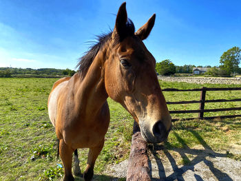 Pale chestnut coloured horse, by a wooden fence, on otley road in, bradford, yorkshire, uk