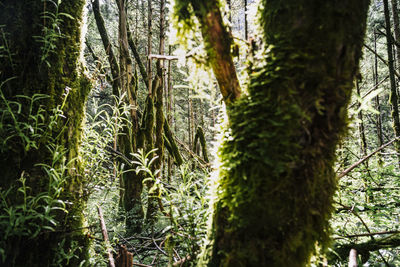 Moss growing on tree trunk in forest