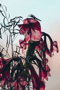 Close-up of maroon flowers against wall