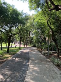 Road amidst trees in park