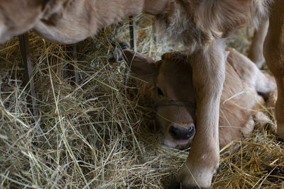 A calf is hidden