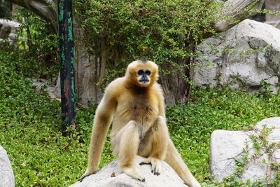 Monkey sitting on rock in zoo