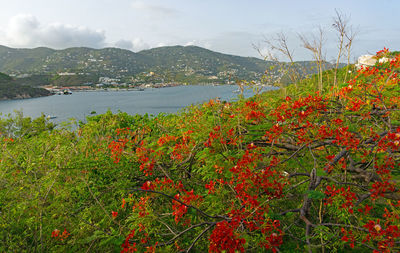 Scenic view of flowering plants by mountains against sky