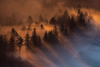 Winter morning in forest with fog and sunbeams