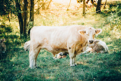 Cows on grassy field