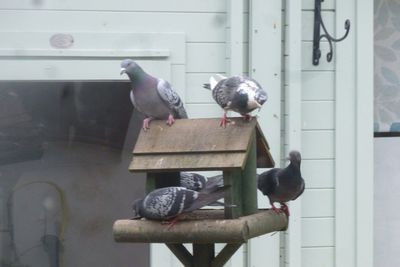 Birds perching on wall