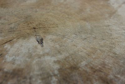 High angle view of ant on wood