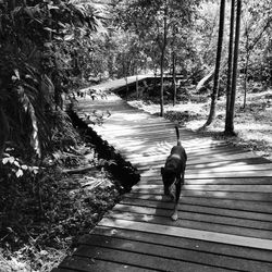 Rear view of dog on bird by water