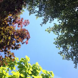 Low angle view of trees against clear sky