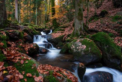 Stream flowing through rocks in forest