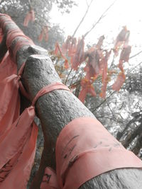 Close-up of tree trunk