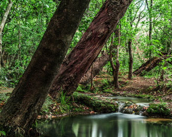 Trees in forest