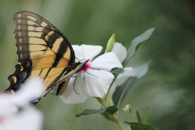 Close-up of butterfly pollinating on flower