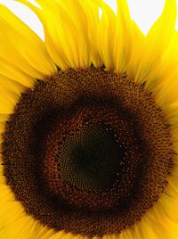 Macro shot of sunflower