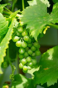 Close-up of grapes growing on plant