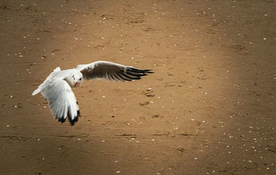 View of seagull flying