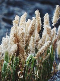 Close-up of wheat growing on field