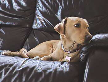Close-up of dog sitting outdoors