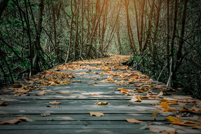 Fallen leaves on boardwalk in forest during autumn