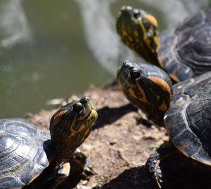 Close-up of tortoise