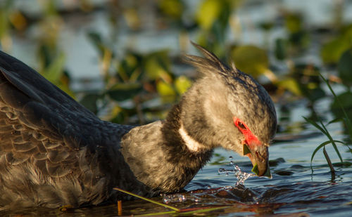 Close-up of duck in lake