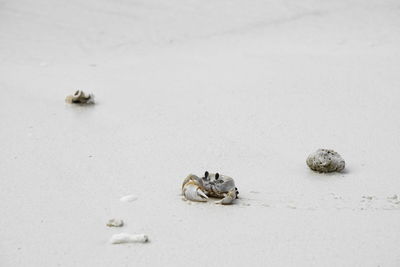 High angle view of crab on beach