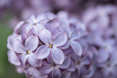 Beautiful lilac branches close-up. background.