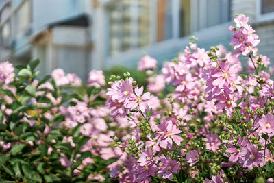 Close-up of pink flowering plants