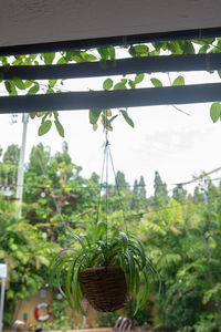 Close-up of plants growing in greenhouse