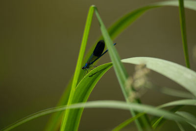 Close-up of damselfly on grass