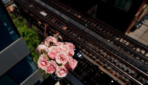 Close-up of pink roses