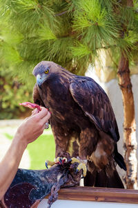 Person eating bird perching on hand