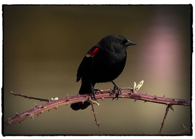 Close-up of bird perching on branch