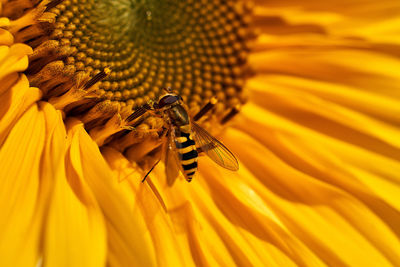 Close-up of bee pollinating on sunflower