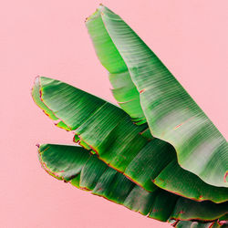  plants on pink concept. palm 