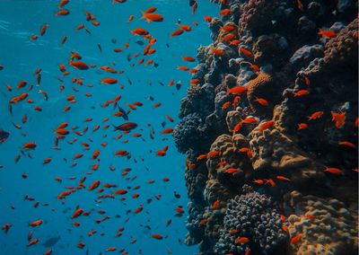 The underwater scenery of the sea is very beautiful, indonesia's marine habitat