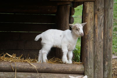 View of goat standing on wooden fence