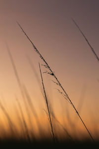 Low angle view of silhouette plants against sky during sunset