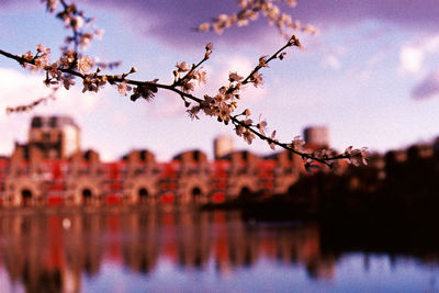 Close-up of plants against sky