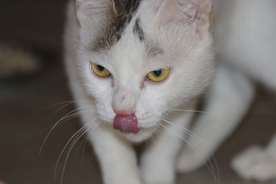 Close-up portrait of cat