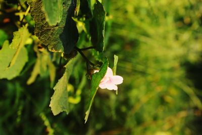 Close-up of flowering plant