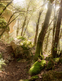 Trees in forest