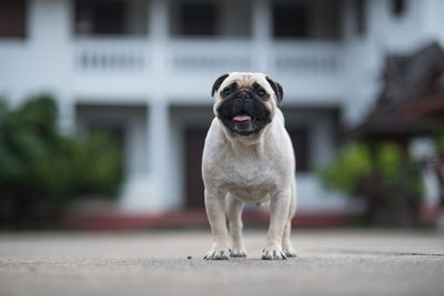 Portrait of dog standing outdoors