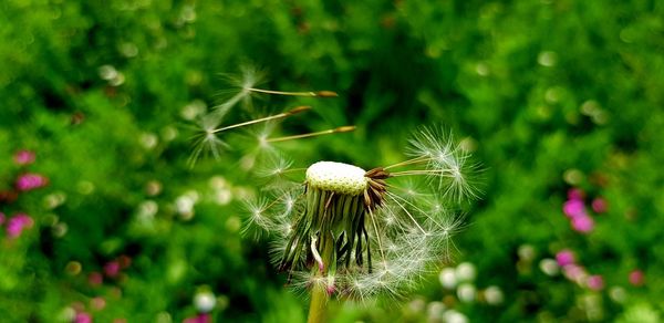 Close-up of dandelion on plant