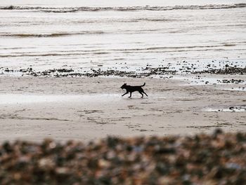 Dog on beach
