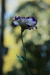 Close-up of purple flowering plant