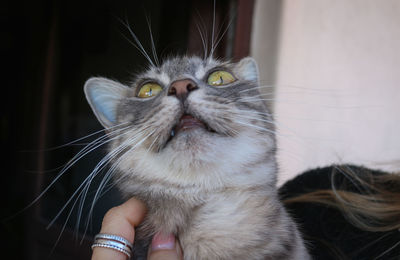 pet